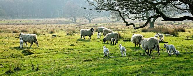 sheep grazing