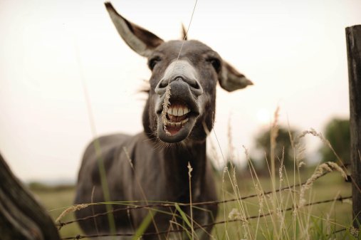smiling-donkey