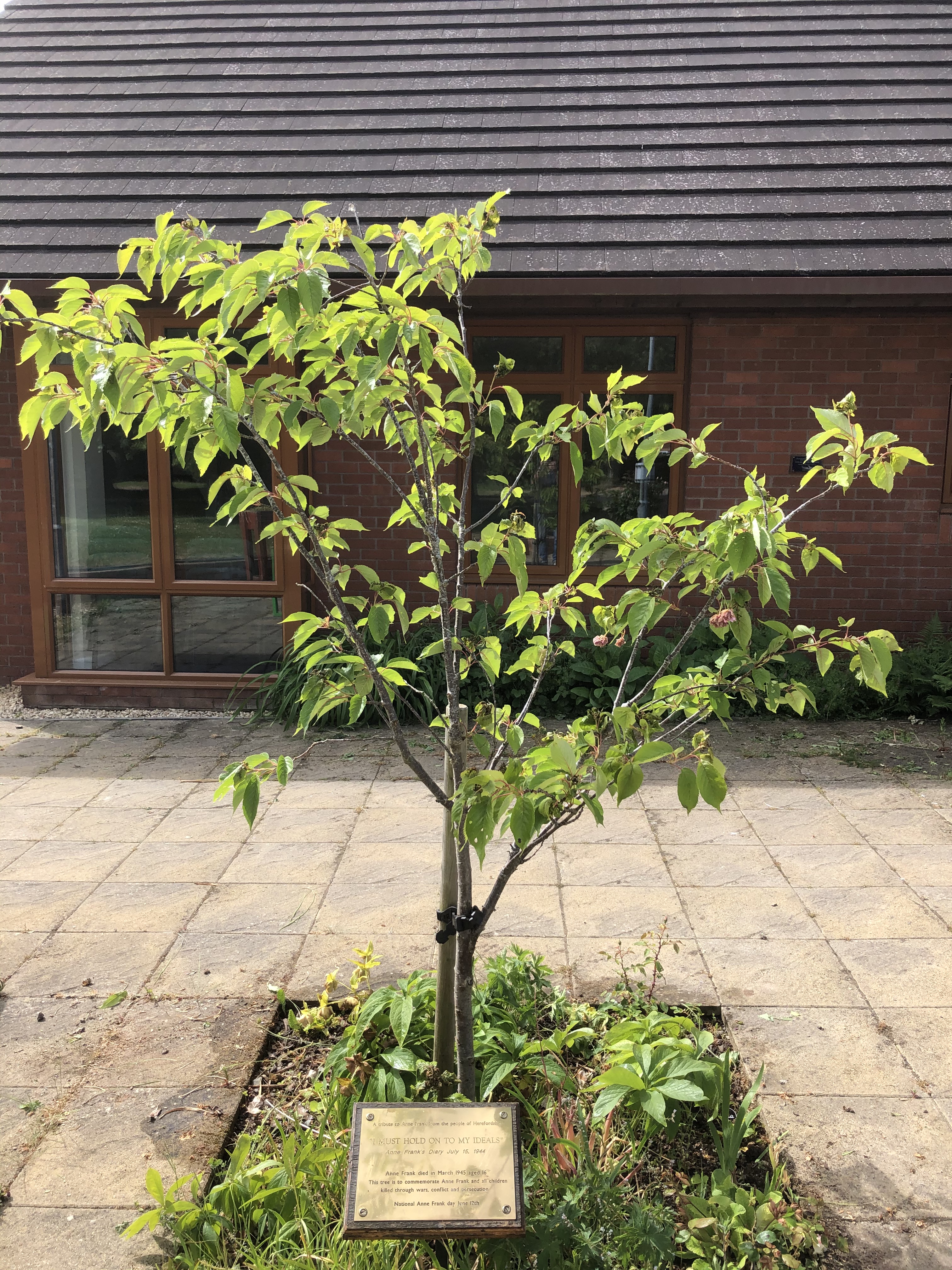 Anne Frank tree Saxon Hall 26 May 2020 (1)
