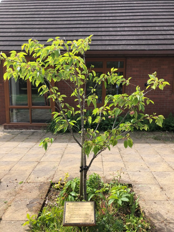 Anne Frank tree Saxon Hall 26 May 2020 (1)